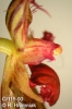 Bulbophyllum wendlandianum  (06)